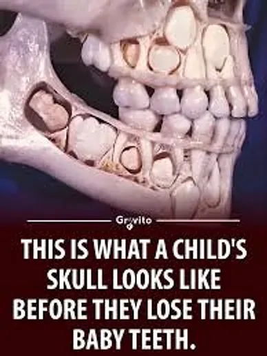 Illustration showing a child’s developing adult teeth beneath the baby teeth